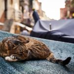 Katzen in Rom: Straßenkatze in den antiken Ruinen der Area Sacra di Torre Argentina