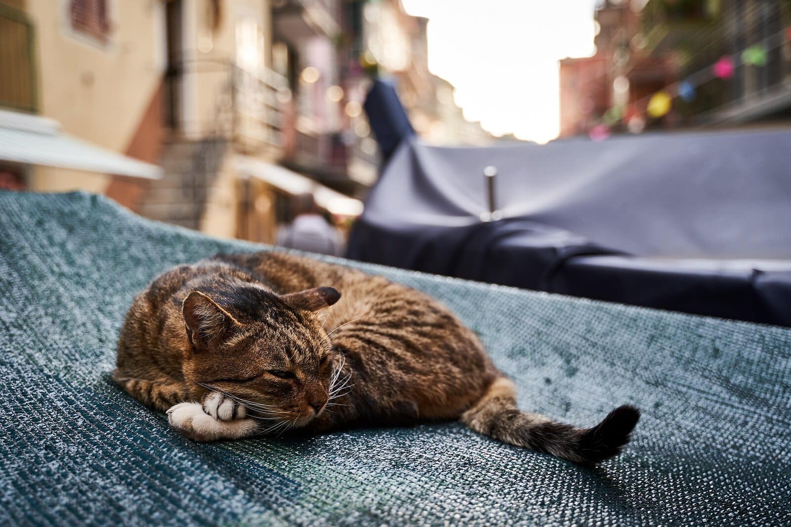 Die Katzen von Rom: Warum die Straßenkatzen der Ewigen Stadt per Gesetz geschützt sind 10 Katzen in Rom: Straßenkatze in den antiken Ruinen der Area Sacra di Torre Argentina